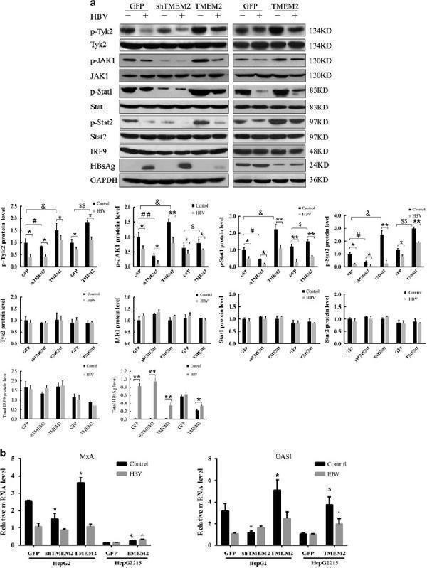a30379 41419_2016_article_bfcddis2016146_fig4_html