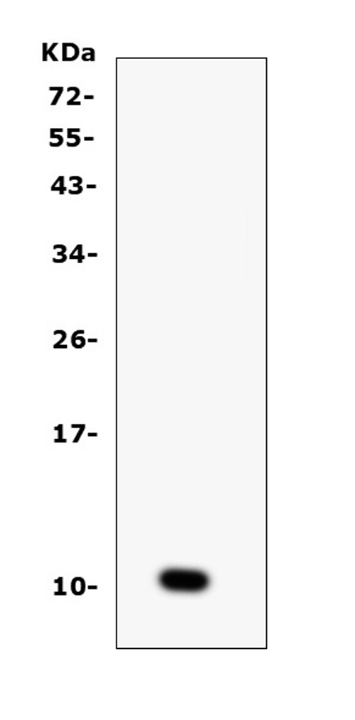 Figure 1. Western blot analysis of CCL6 using anti-CCL6 antibody (A30384). Electrophoresis was performed on a 5-20% SDS-PAGE gel at 70V (Stacking gel) / 90V (Resolving gel) for 2-3 hours. Lane 1: recombinant mouse CCL6 protein 1ng. After Electrophoresis, proteins were transferred to a Nitrocellulose membrane at 150mA for 50-90 minutes. Blocked the membrane with 5% Non-fat Milk/ TBS for 1.5 hour at RT. The membrane was incubated with rabbit anti-CCL6 antigen affinity purified polyclonal antibody (Catalog # A30384) at 0.5 microg/mL overnight at 4°C, then washed with TBS-0.1%Tween 3 times with 5 minutes each and probed with a goat anti-rabbit IgG-HRP secondary antibody at a dilution of 1:10000 for 1.5 hour at RT. The signal is developed using an Enhanced Chemiluminescent detection (ECL) kit (Catalog # EK1002) with Tanon 5200 system. A specific band was detected for CCL6 at approximately 11KD. The expected band size for CCL6 is at 11KD.