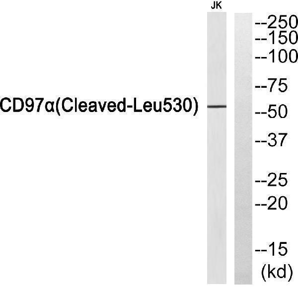 Western blot analysis of CD97alpha (Cleaved-Leu530) Antibody