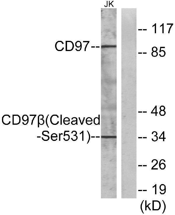 a30392s531 adgre5 primary antibodies wb testing 1