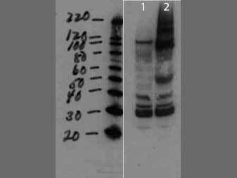 a30410 env primary antibodies wb testing 1