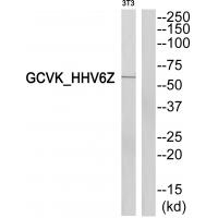 Western blot analysis of extracts from 3T3 cells, using GCVK_HHV6Z antibody A30421.