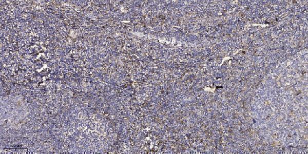 Immunohistochemical analysis of paraffin-embedded human tonsil