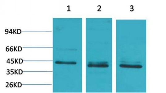 Western Blot (WB) analysis of 1) 293T, 2)HeLa, 3) 3T3 with c-Jun Rabbit Polyclonal antibody diluted at 1:2000.