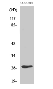 a30429 or5d3 primary antibodyes wb testing 1
