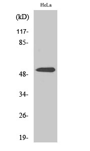 a30434 park2 primary antibodies wb testing 2