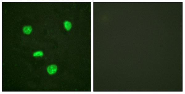 a30442 h3f3a primary antibodies if testing 1