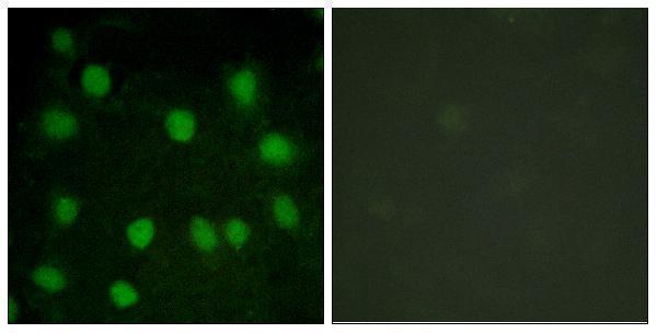 a30444 dmtn primary antibodies if testing 1