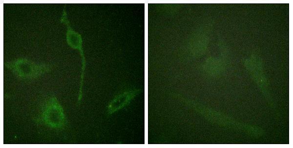 a30446 pdgfra primary antibodies if testing 1