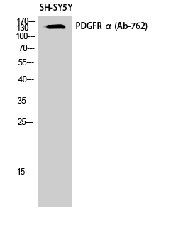 a30446 pdgfra primary antibodies wb testing 3