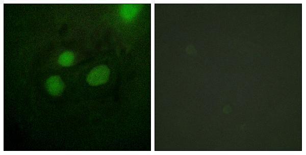 a30447 rpa2 primary antibodies if testing 1