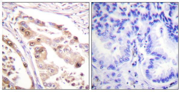a30447 rpa2 primary antibodies ihc testing 2