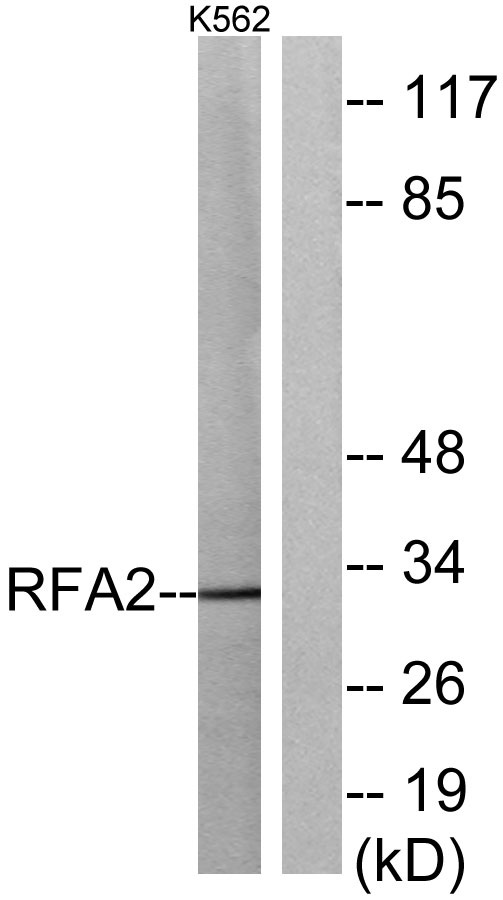 a30447 rpa2 primary antibodies wb testing 3