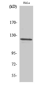 a30448 vcl primary antibodies wb testing 3