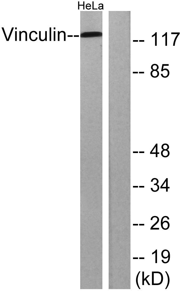 a30448 vcl primary antibodies wb testing 4