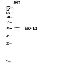 Western blot analysis of 293T lysis using MKP-1/2 antibody