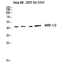 a30451 dusp1 primary antibodies wb testing 3