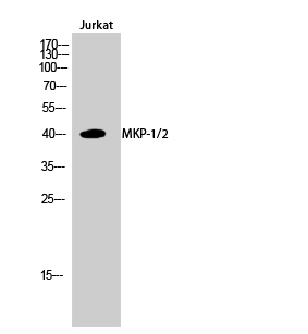 Western Blot analysis of Jurkat cells using MKP-1/2 Polyclonal Antibody diluted at 1:1000