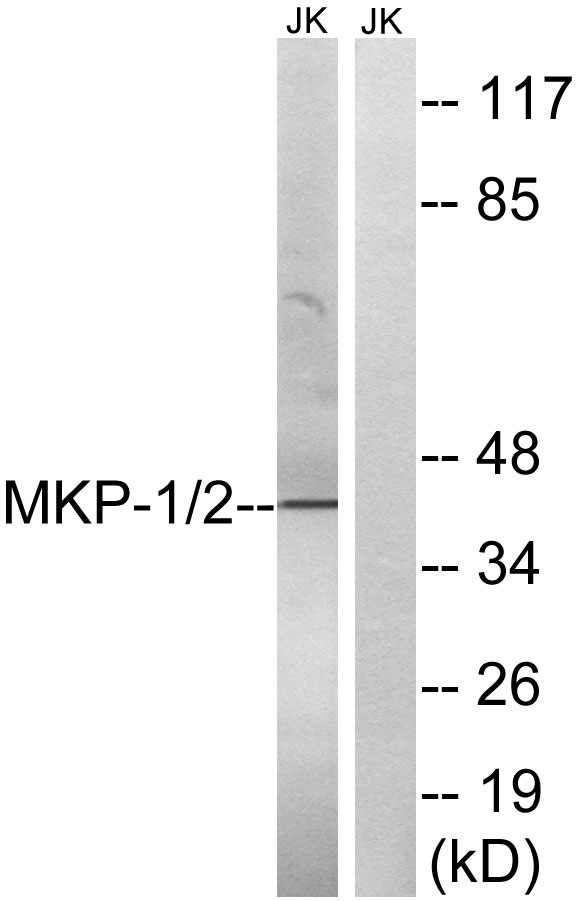 a30451 dusp1 primary antibodies wb testing 6