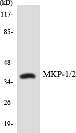a30451 dusp1 primary antibodies wb testing 7