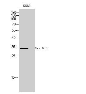 a30461 nkx6 3 primary antibodies wb testing 2