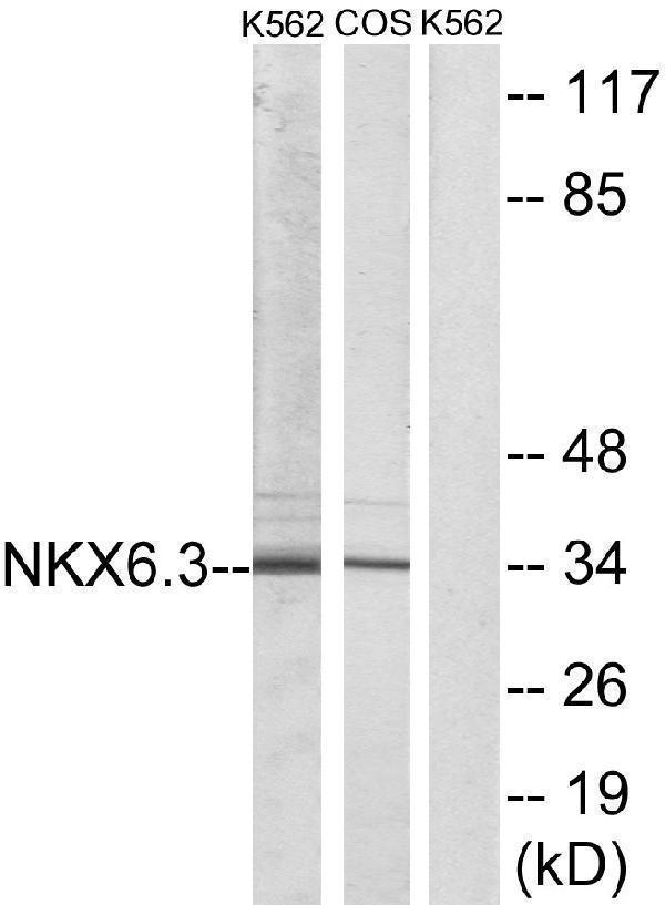 a30461 nkx6 3 primary antibodies wb testing 3