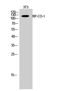 a30462 nemf primary antibodies wb testing 2