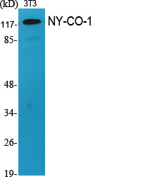 a30462 nemf primary antibodies wb testing 3