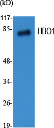 a30463 kat7 primary antibodies wb testing 3