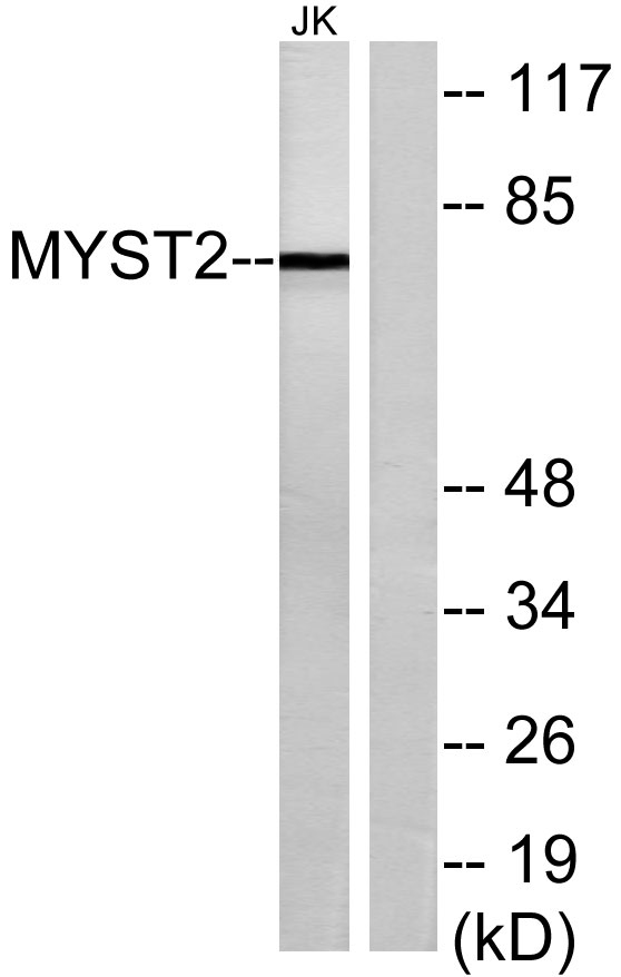 a30463 kat7 primary antibodies wb testing 4