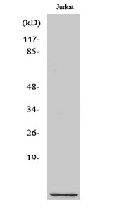 Western Blot analysis of various cells using Cks1 Polyclonal Antibody