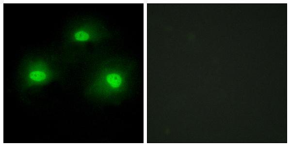 a30465 pkia primary antibodies if testing 1