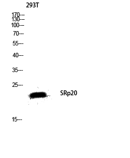 a30468 srsf3 primary antibodies wb testing 3