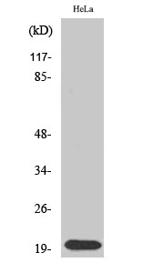 a30468 srsf3 primary antibodies wb testing 4