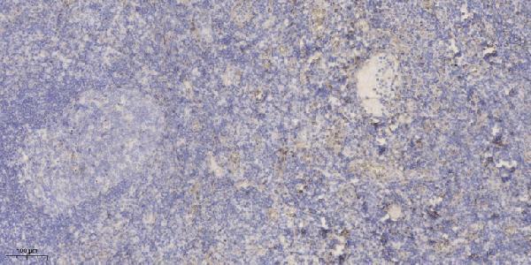 a30469 tnfaip6 primary antibodies ihc testing 1