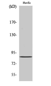Western Blot analysis of HuvEc cells using PFK-C Polyclonal Antibody