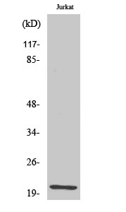 a30472 nhlh1 primary antibodies wb testing 2