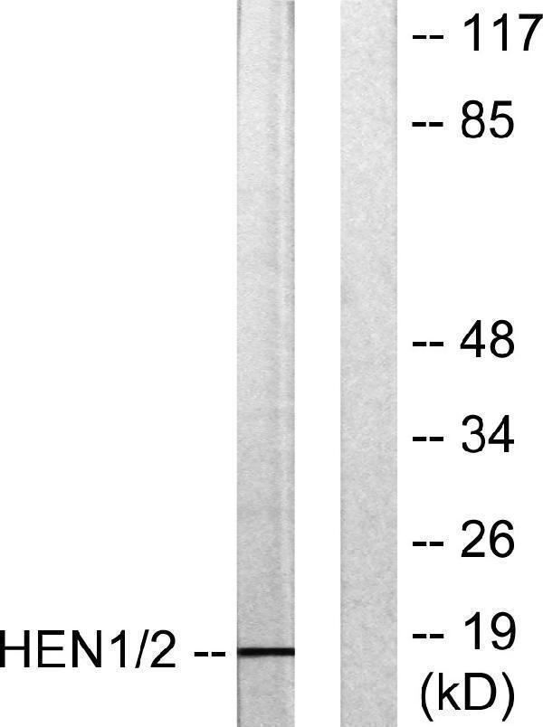 a30472 nhlh1 primary antibodies wb testing 3