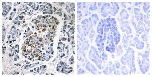 Immunohistochemistry analysis of paraffin-embedded human pancreas tissue, using MtSSB Antibody