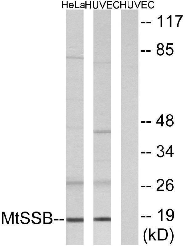 a30475 ssbp1 primary antibodies wb testing 4