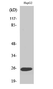Western Blot analysis of various cells using LT-β Polyclonal Antibody