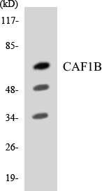 Western blot analysis of the lysates from RAW264