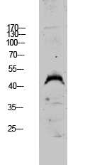 a30480 dusp4 primary antibodies wb testing 2