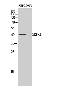 a30480 dusp4 primary antibodies wb testing 3