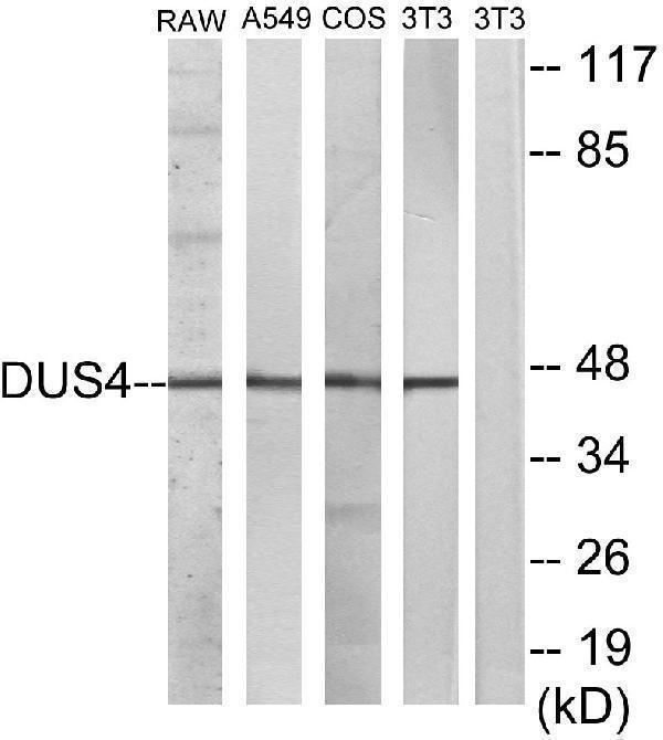 a30480 dusp4 primary antibodies wb testing 4