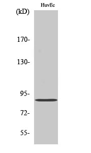 Western Blot analysis of HuvEc cells using cGKII Polyclonal Antibody
