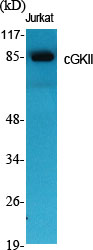 Western Blot analysis of various cells using cGKII Polyclonal Antibody