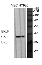 a30483 klf1 primary antibodies wb testing 1