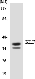 a30483 klf1 primary antibodies wb testing 4