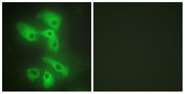 Immunofluorescence analysis of HeLa cells, using JIP2 Antibody